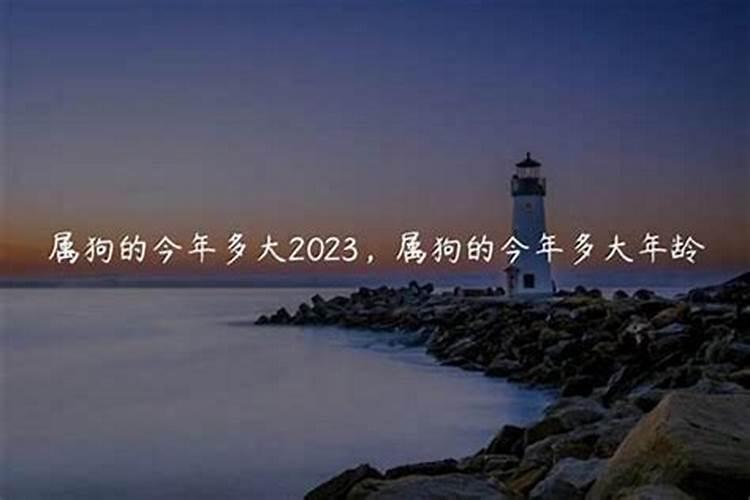 2023属狗的多大