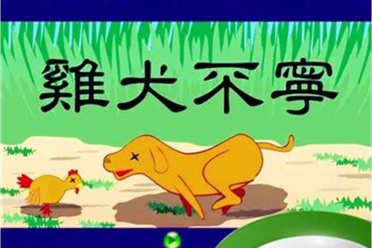 鸡犬不宁八字不合