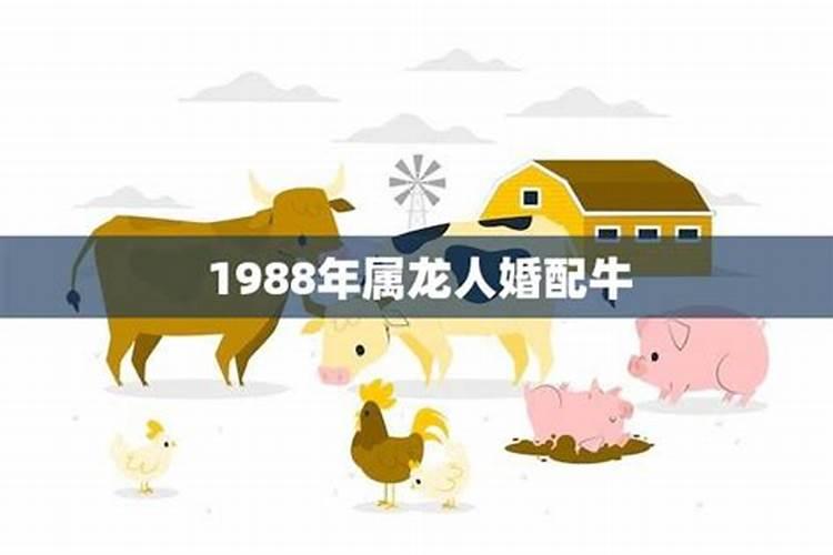 1988年属龙人婚配牛