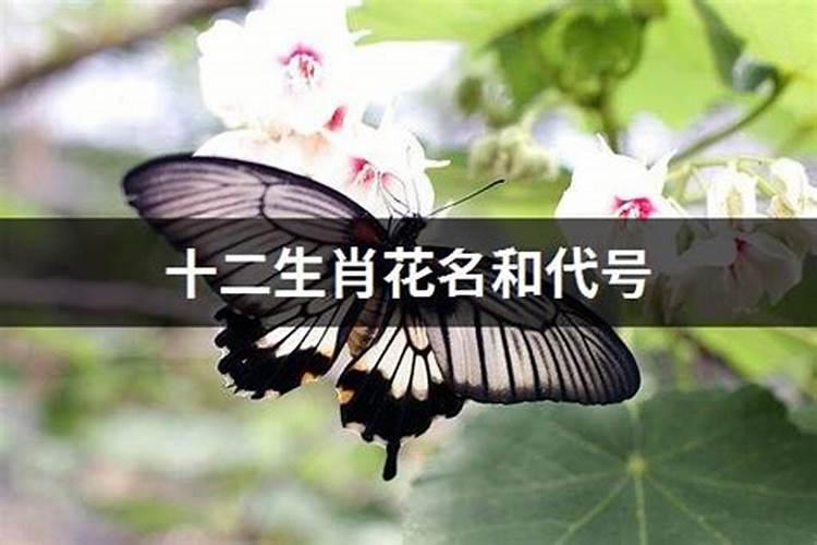 12生肖什么花代表什么