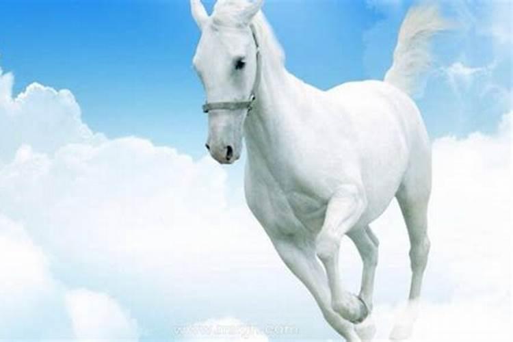 梦见白马是什么意思有什么预兆吗周公解梦