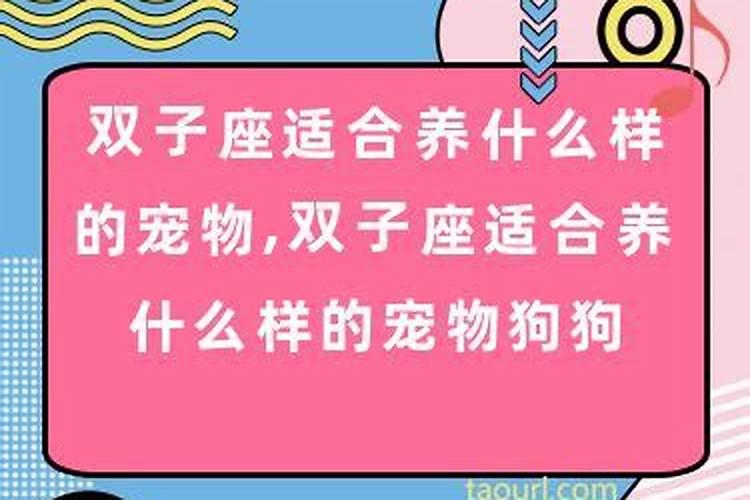 双子座宠物是什么