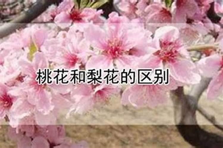 桃花怎么看八字