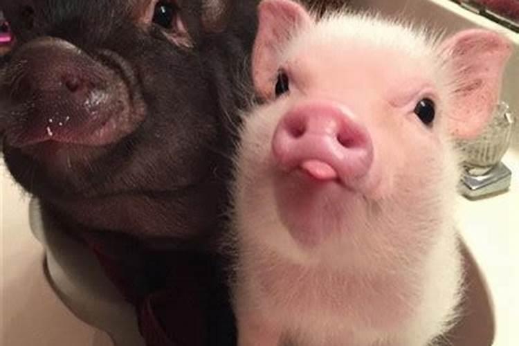 猪与猪相配婚姻幸福吗