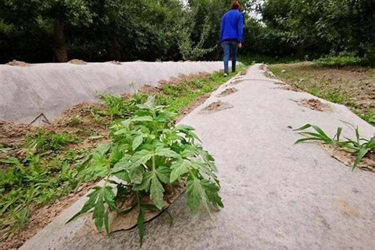 梦到自己掉在菜园里