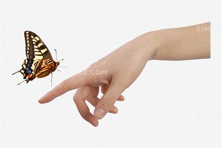 梦见一只漂亮的蝴蝶落在我指头上