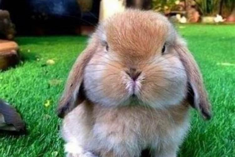 兔和兔配婚姻好不好适合在一起吗