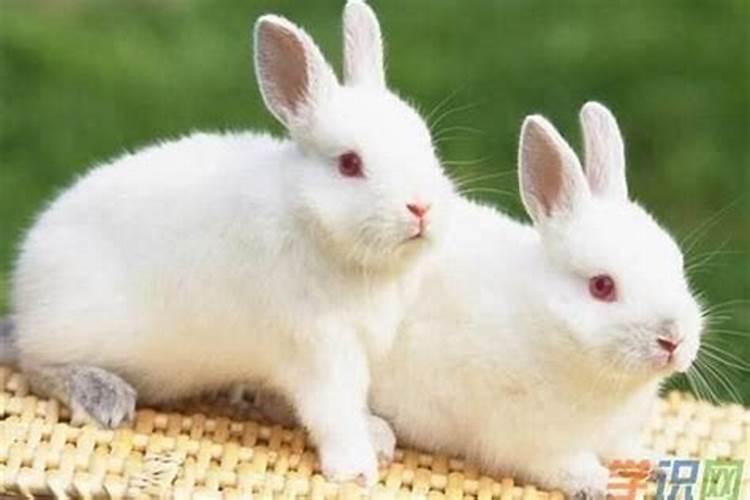 兔和兔的婚配好不好