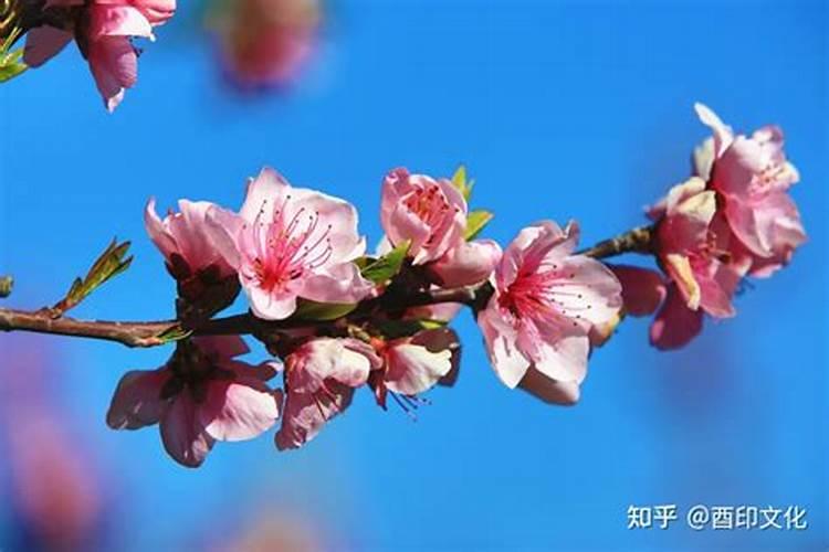 八字带桃花的人多吗