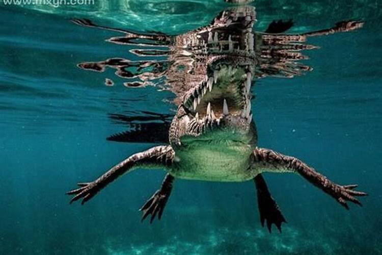 女人梦见鳄鱼在水里逃跑