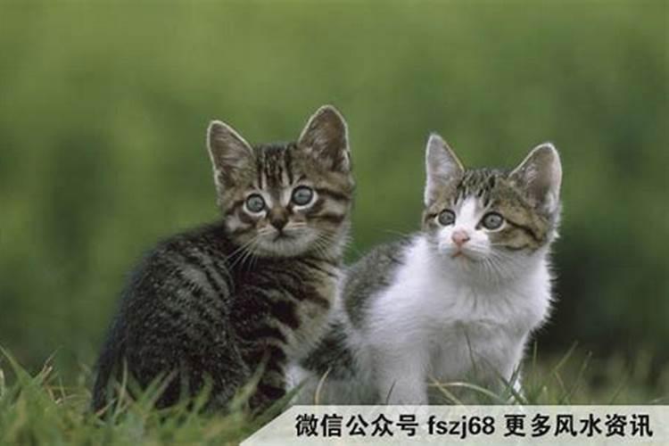 什么生肖的人不适合养猫