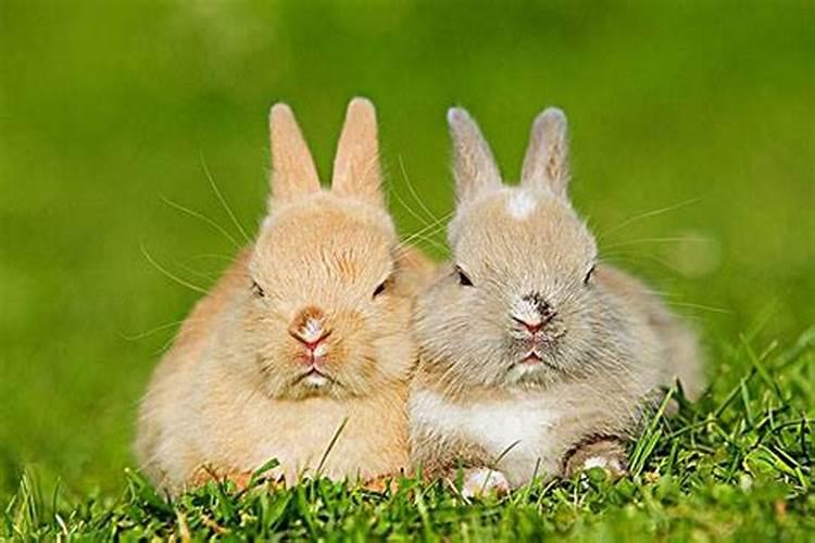 属兔和属兔在一起做生意可以吗
