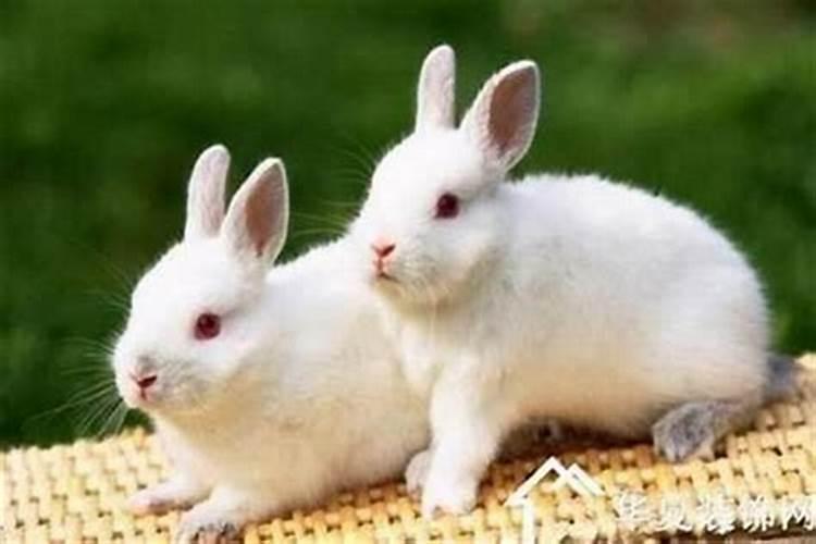 属兔和属兔在一起做生意可以吗