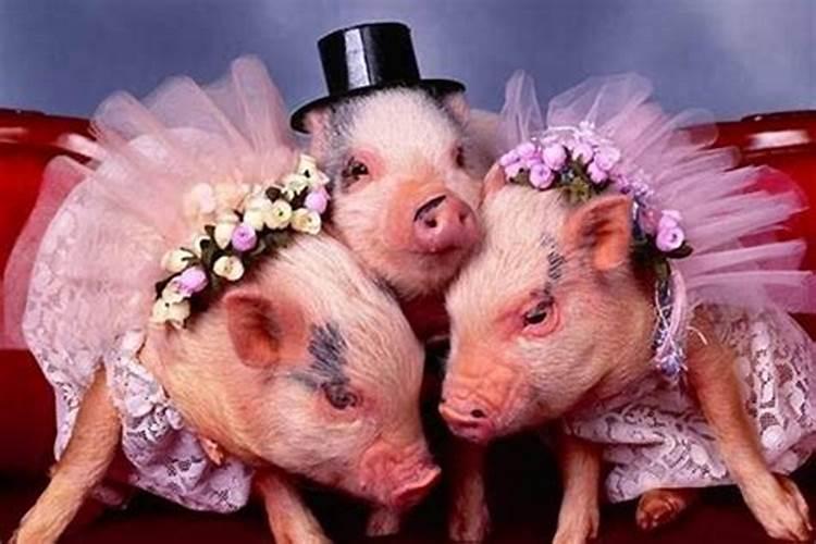有没有属相猪能和猪婚配吗