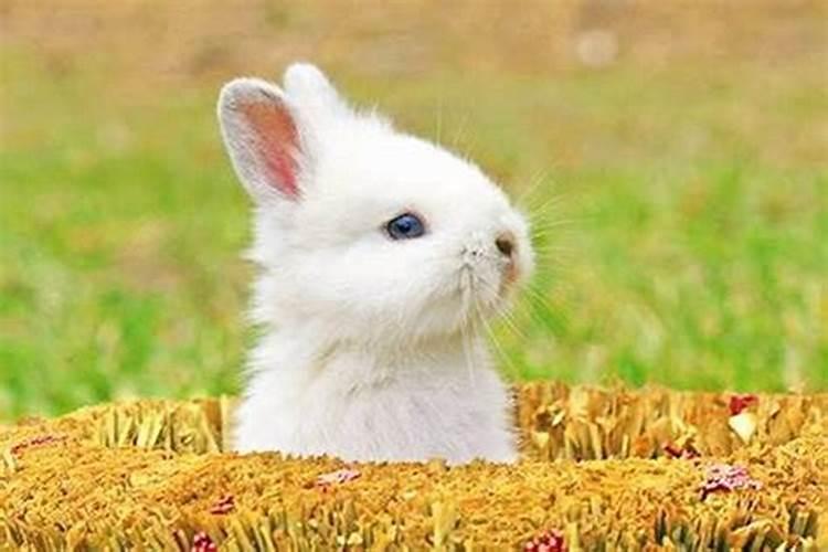 属兔的生个属兔的宝宝好不好