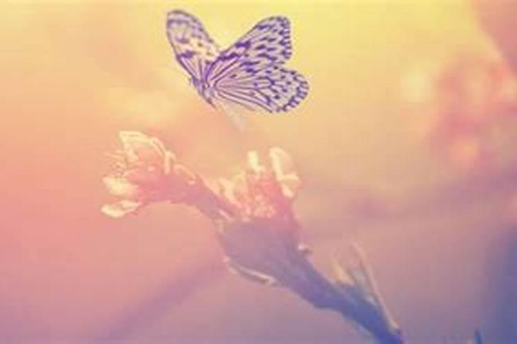 女人梦到蝴蝶代表什么预兆