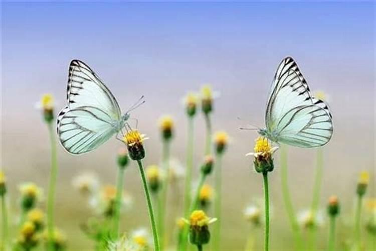 梦到蝴蝶代表什么预兆周公解梦