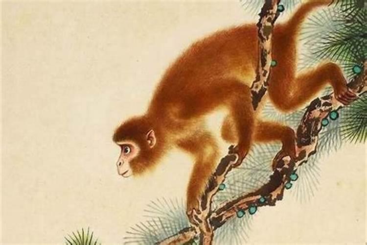 1980年出生的属猴的人是什么命