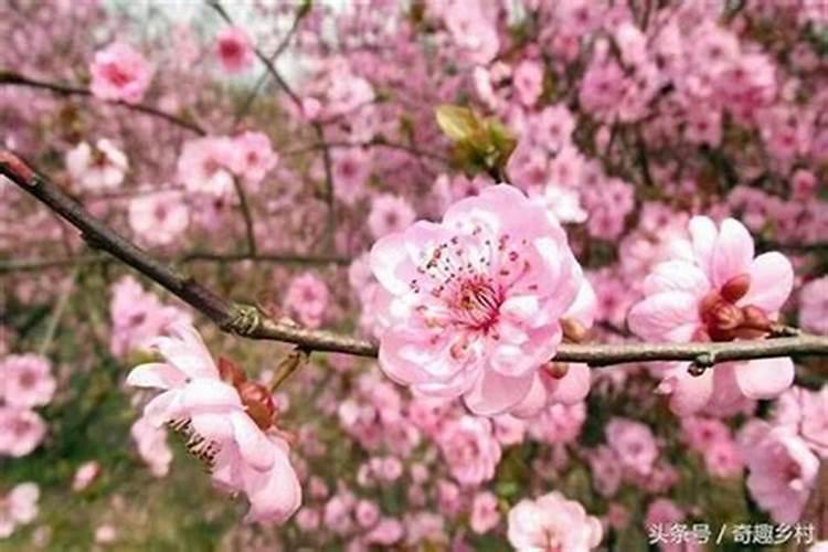 烂桃花会吸走运气吗