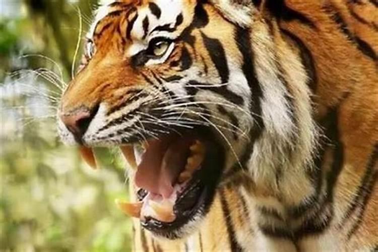 梦见老虎攻击其他动物