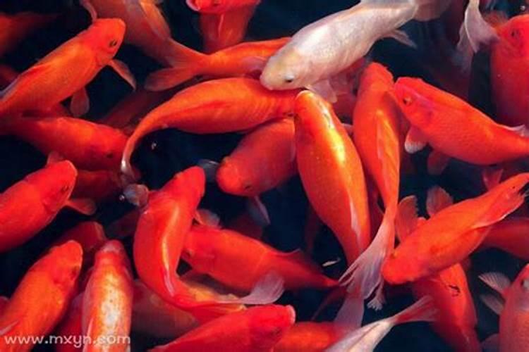 梦见红色的鱼在水里游好不好