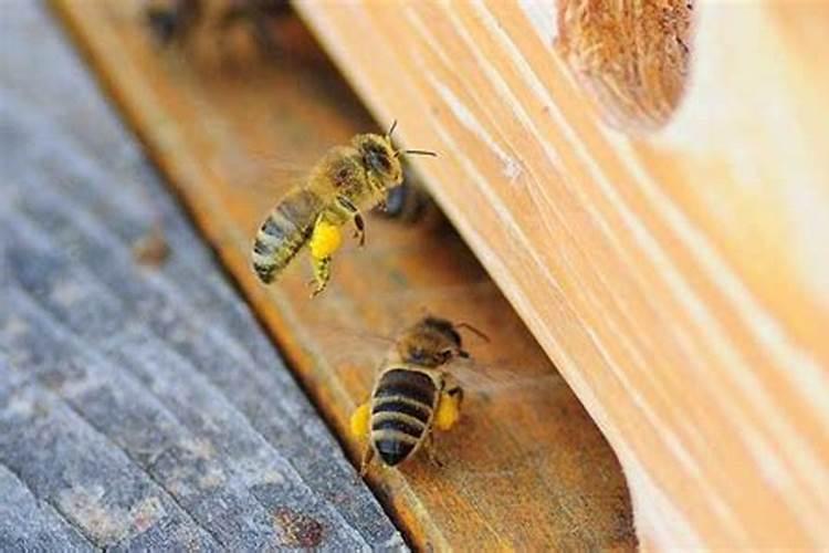 什么生肖不能养蜜蜂