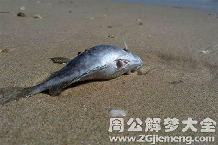 梦见死鱼和活鱼在水里