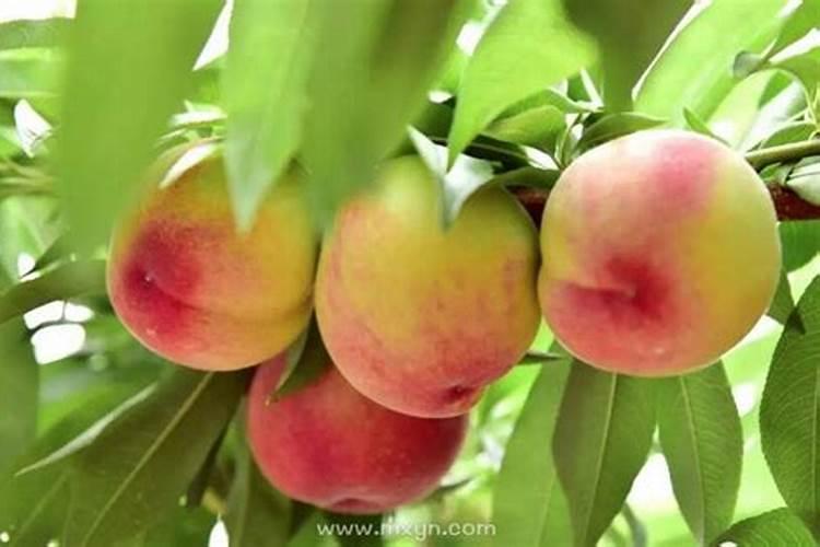 梦见摘桃子吃是什么预兆