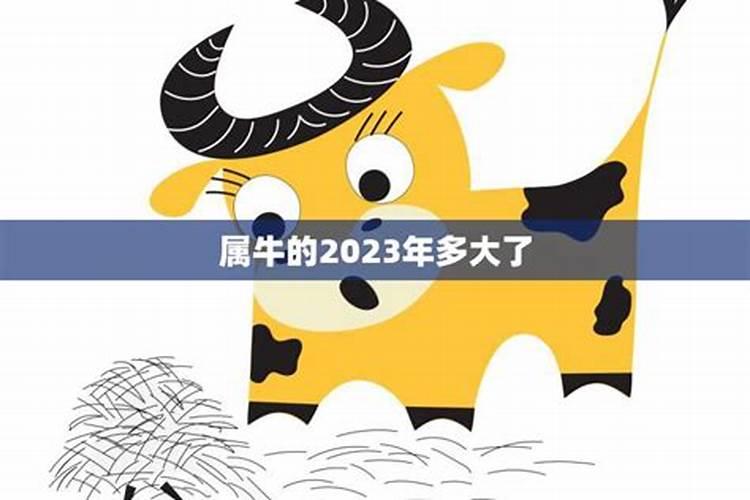 属牛的2023年