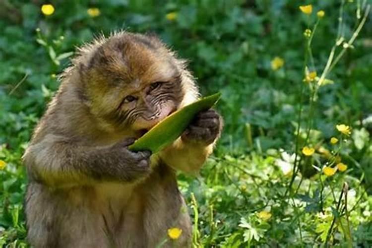 生肖属猴养什么植物旺财