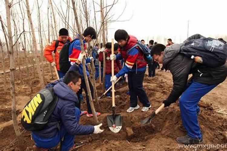 梦见给别人栽树