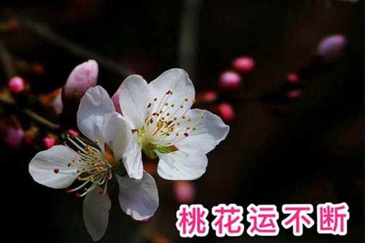 双子桃花很旺吗