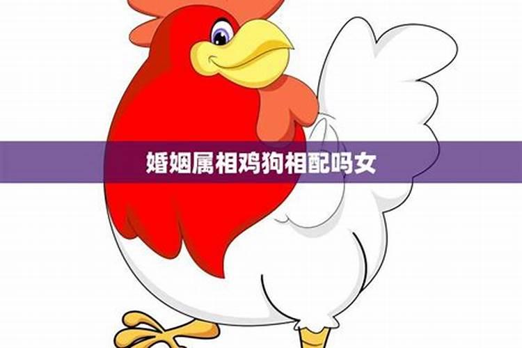 鸡狗属相的八字一定不合吗