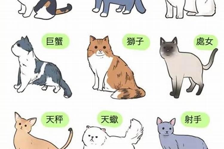 什么属相最好养猫