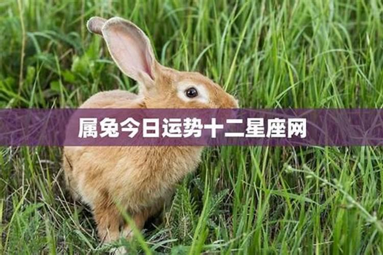 4月属龙的运势如何呢