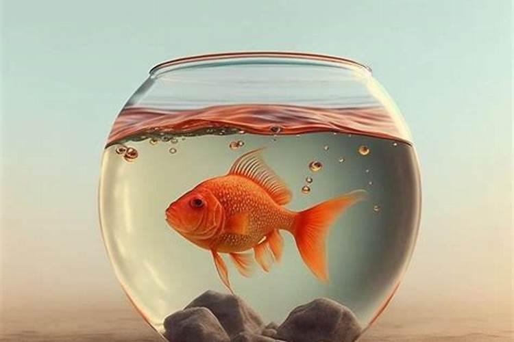 梦见金鱼在鱼缸里下崽