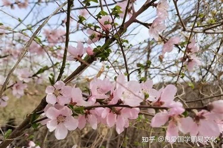 命中有5朵正缘桃花是桃花运旺吗