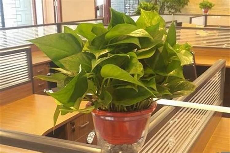 办公室防小人的植物盆栽