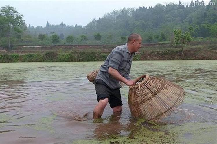 梦见自己在鱼塘里抓鱼