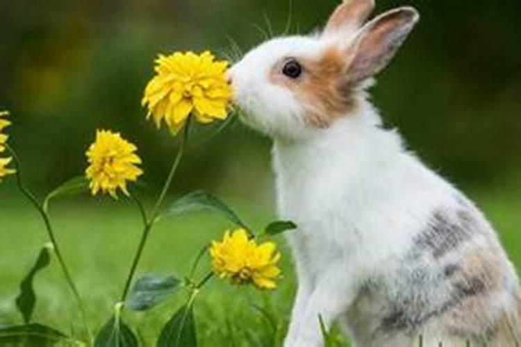 属兔的种什么植物旺财又旺运