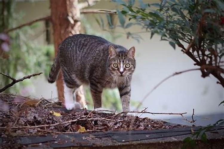 晚上做梦梦到被猫追