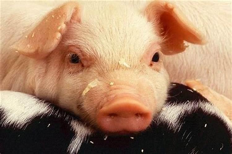 梦见猪头是什么意思有什么预兆
