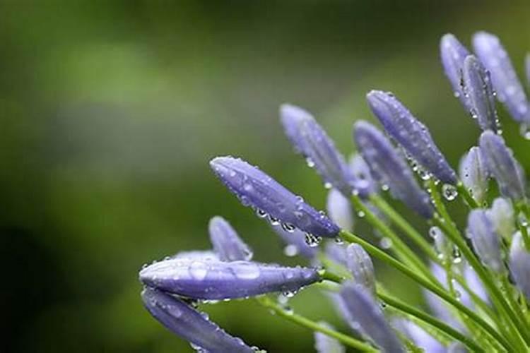 办公室绿植风水忌讳