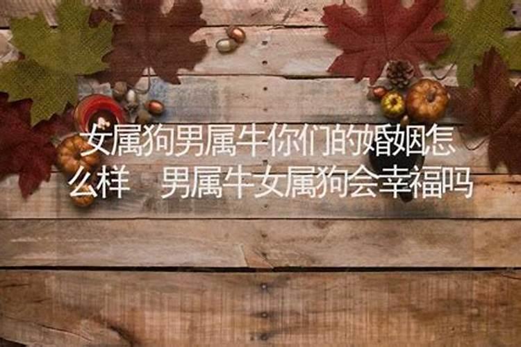 男属牛女属狗合不合婚