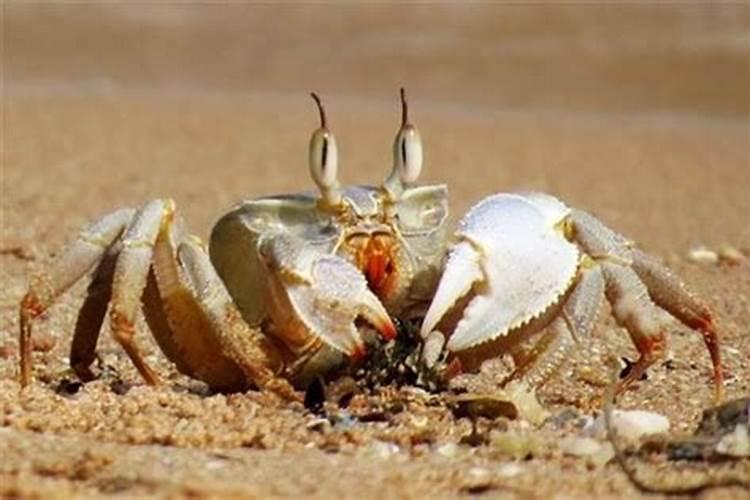 螃蟹代表什么生肖波色