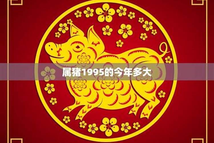 1995属猪的今年的运势怎么样男