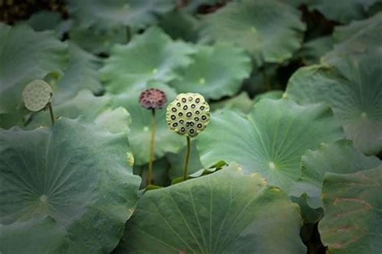 清明节上坟前后几天