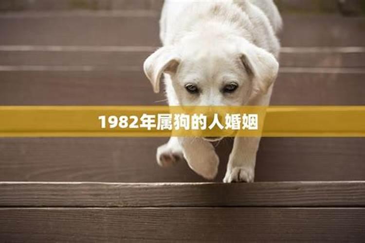 1982狗年巳婚今年感情运势