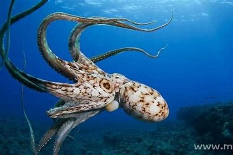 梦见章鱼是什么意思周公解梦
