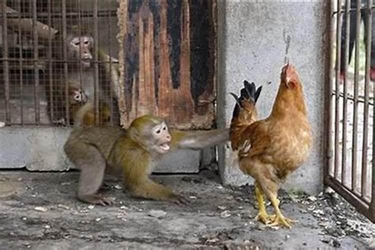 猴和鸡配对合不合适
